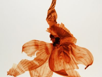 Denis Brihat: Onions | Nailya Alexander Gallery | Jan 15 - Mar 16