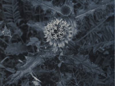 Denis Brihat: Seeing Nature | Nailya Alexander Gallery | Sep 12 - Oct 08